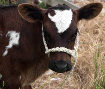 Poppy George's Farm Advice: Dairy Animals' Diets, Homemade Rope, and Ticks Image